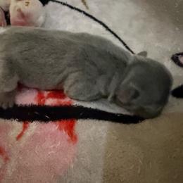Blue Female with OFA Parents - Blue female French Bulldog puppy in Billings, Montana from Yellowstone Frenchies