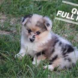 Quinn - Blue merle and white female American Corgi puppy in Stilwell, Oklahoma from Barton Farms Corgis