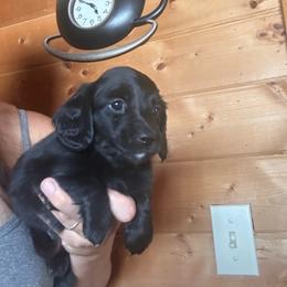 Darth - Black male Dachshund puppy in Cheyenne, Wyoming from Great Basin Hounds