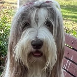 Bearded Collies from Seafarer Bearded Collies