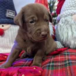 Labrador Retriever Puppies from Starfire Labradors