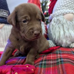 Labrador Retriever Puppies from Starfire Labradors