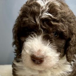 Australian Mountain Doodles and Bernedoodles from Mindys Doodles