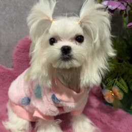 Gigi  tiny - White female Maltese puppy in California from Yorkie & Maltese Royalty