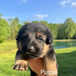 Purple - Black and tan female German Shepherd puppy in Grand Rivers, Kentucky from Von Frieden German Shepherds LLC
