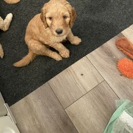Goldendoodle and Poodle Puppies from Nini's Poodles and Doodles of St. Johns Co.