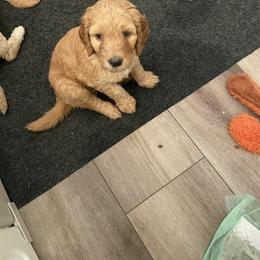 Goldendoodle and Poodle Puppies from Nini's Poodles and Doodles of St. Johns Co.