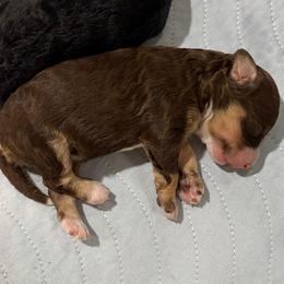 Brown tri female - Tri-color female Bernedoodle puppy in Lincoln, Nebraska from GRand Doodles