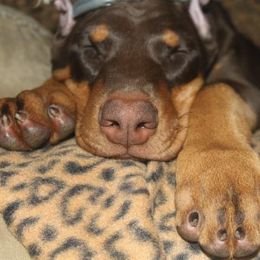 Doberman Pinscher Puppies from Desiree's Doberman Pinschers