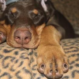 Doberman Pinscher Puppies from Desiree's Doberman Pinschers