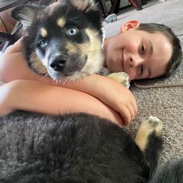 Pomsky Puppies from Icelandic Thunder