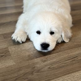 Golden Retriever and Labrador Retriever Puppies from Golden Bundles