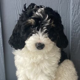 Boy 3 - Bernedoodle puppy in Lacey’s Spring, Alabama from Daisy's Doodles