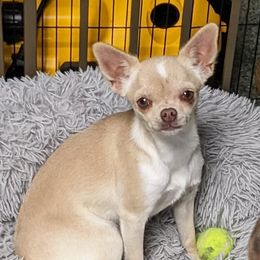 Mystic - Chihuahua