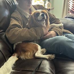 Dolly - Blenheim female Cavalier King Charles Spaniel puppy in Resaca, Georgia from Freeman's Royal Cavaliers