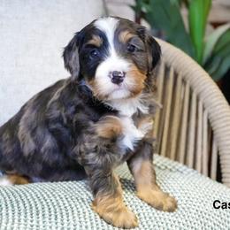 Cash - Merle male Bernedoodle puppy in Spencerville, Indiana from Gentle Giant Bernedoodles