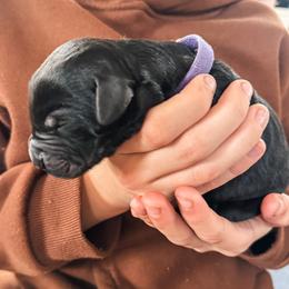 Twirl (Purple) - Pepper and salt female Giant Schnauzer puppy in Harrisville, Utah from Diamond in the Ruff