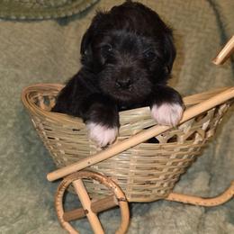Opal - Black and white female Schnoodle puppy in Arkansas from Harper's Pups