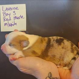 Red merle boy 3 - Red merle and white male American Corgi puppy in Hampton, Tennessee from TC Farms Stock Dogs - Miniature Australian Shepherds
