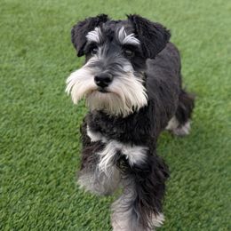 Toby - Miniature Schnauzer