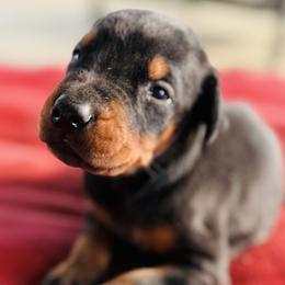 Hugo - Black and rust male Doberman Pinscher puppy in Winchester, Ohio from 32 Farms