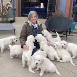 Golden Retriever Puppies from Danehy Goldens