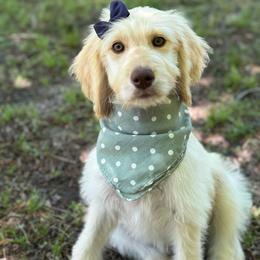 Rogue - Apricot female Goldendoodle puppy in Angier, North Carolina from A Breed Above Kennels