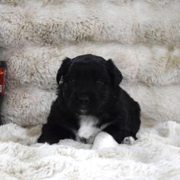 Pibb - Black tri-color male Australian Shepherd puppy in Wichita Falls, Texas from Spotted Mule Aussies