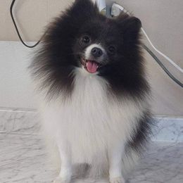 Diamond - Pomeranian