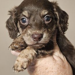Chocolate and cream brindle - Chocolate and cream male Dachshund puppy in Trade, Tennessee from TN Miniature Dachshunds & Basset Hounds