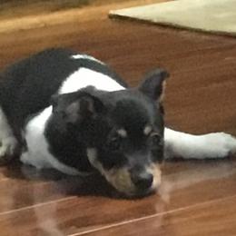 "‘PR’ Mud-E Acres Gypsy Tasha Azara" Teddy Roosevelt Terrier Puppies from Mud-E Acres Kennel