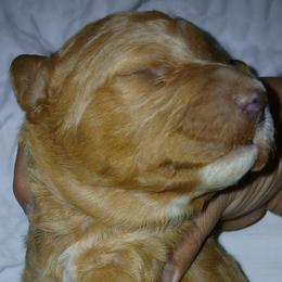 Girl 3 - Apricot female Goldendoodle puppy in Holly, Colorado from Vida’s Loving Doodles