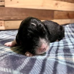 Aussiedoodle Puppies from Scruffypups
