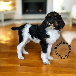 Mavrick- Green collar - Parti male Poodle puppy in Ashton, Idaho from Kerr Kanine Ranch