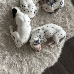 Dalmatian Puppies from Pawsitively Spotted