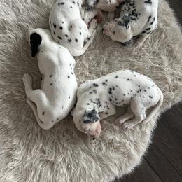 Dalmatian Puppies from Pawsitively Spotted