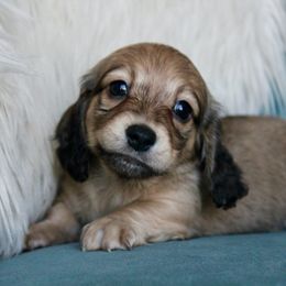 Dachshund Puppies from Tired Chef Dachshunds