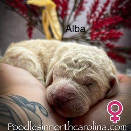 Alba - Cream female Poodle puppy in Greenville, North Carolina from Grace Poodles