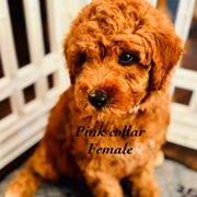 Girl 3 (pink) - female Double Doodle puppy in Bakersfield, California from Honey Bee Doodles