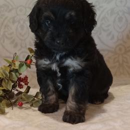 Iker - male Aussiedoodle puppy in Milford, Indiana from Olde Heritage K-9