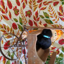 Miniature Schnauzer Puppies from Camp Creek Schnauzers