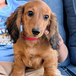 DRAGON FRUIT - Red female Dachshund puppy in Moscow, Idaho from Bailiwick of Gurnsey