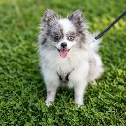 Susan - Pomeranian
