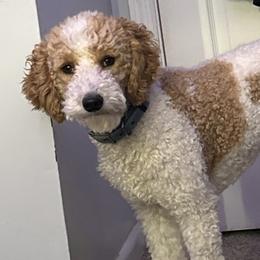 Goldendoodle All Grown Up from Happy_Tails_by_TJ