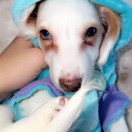 Dachshund Puppies from Libby’s Legacy Doxies LLC