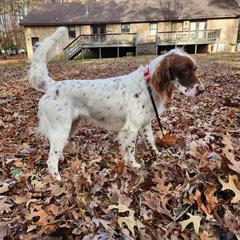 Elmo - Llewellin Setter