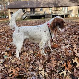Elmo - Llewellin Setter