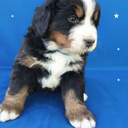 Ricks Boy 2 - Black rust and white male Bernese Mountain Dog puppy in Carlotta, California from Aunt-T’s Australian Shepherds