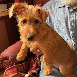 Australian Terrier Puppies from Kevin Kitchen