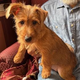 Australian Terrier Puppies from Kevin Kitchen